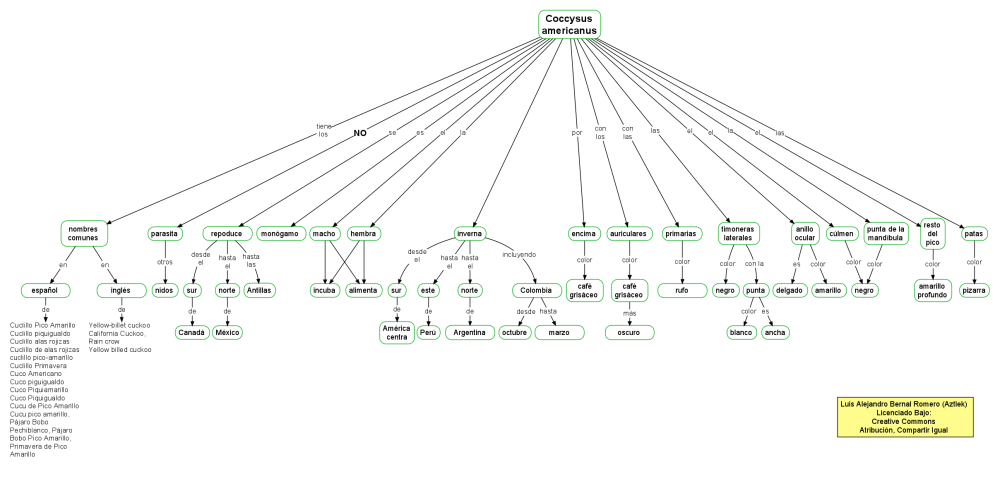 Mapa conceptual del Coccysus Americanus